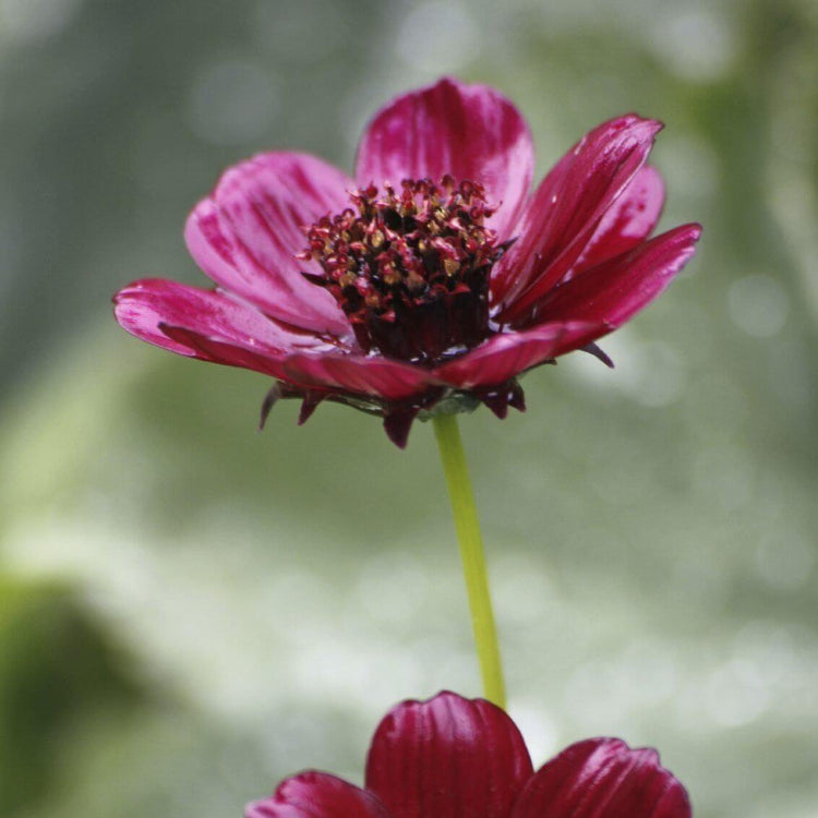 Chocolate Cosmos Seeds