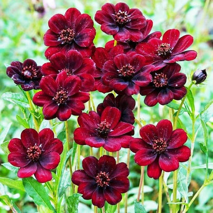 Chocolate Cosmos Seeds
