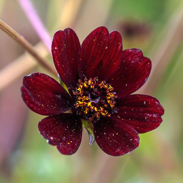 Chocolate Cosmos Seeds