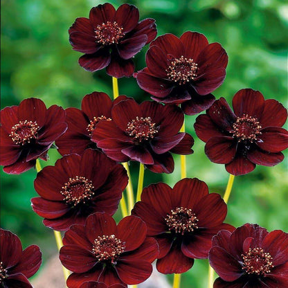 Chocolate Cosmos Seeds