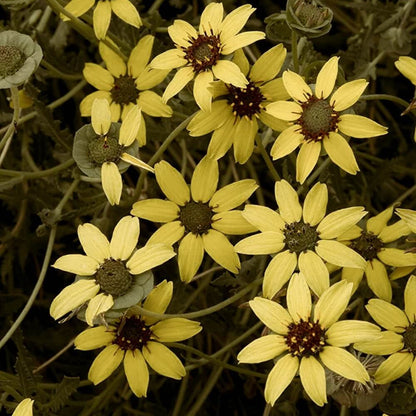 Chocolate Daisy Seeds - Flower Plant