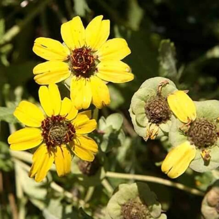 Chocolate Daisy Seeds - Flower Plant