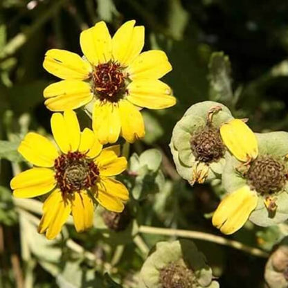 Chocolate Daisy Seeds - Flower Plant