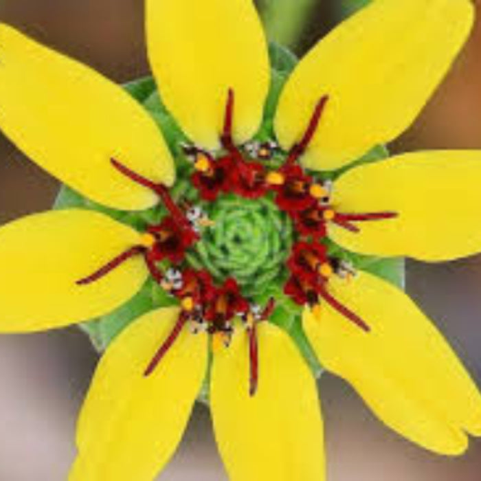 Chocolate Daisy Seeds - Flower Plant