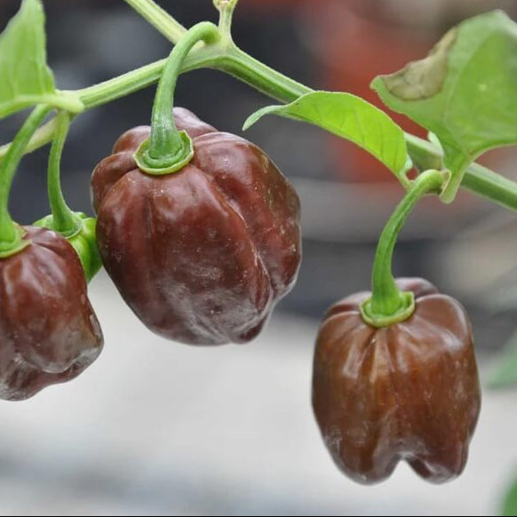 Chocolate Habanero seeds - Vegetable Plant