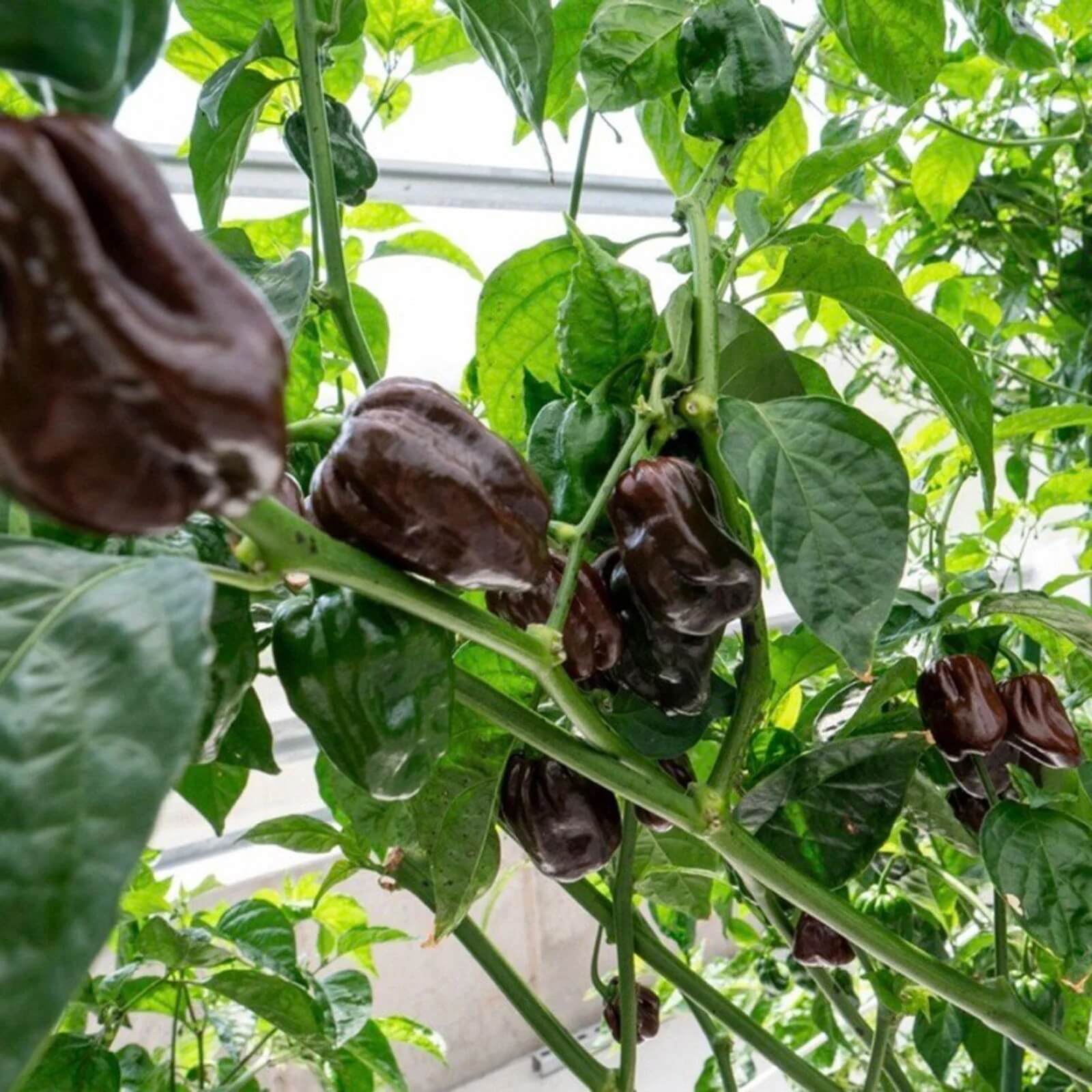 Chocolate Habanero seeds - Vegetable Plant