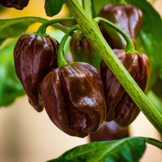 Chocolate Habanero seeds - Vegetable Plant