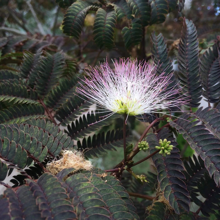 Chocolate Mimosa Seeds - Heirloom Flower Plant for Home Gardens