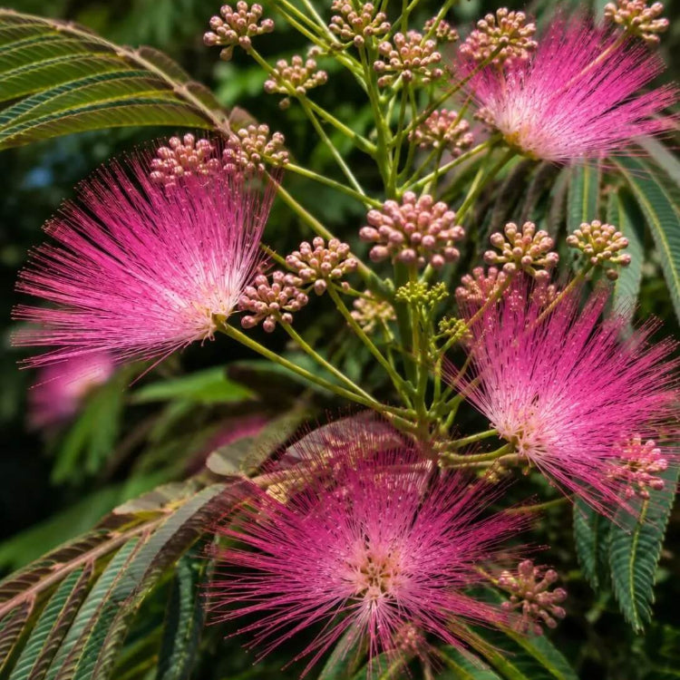 Chocolate Mimosa Seeds - Heirloom Flower Plant for Home Gardens