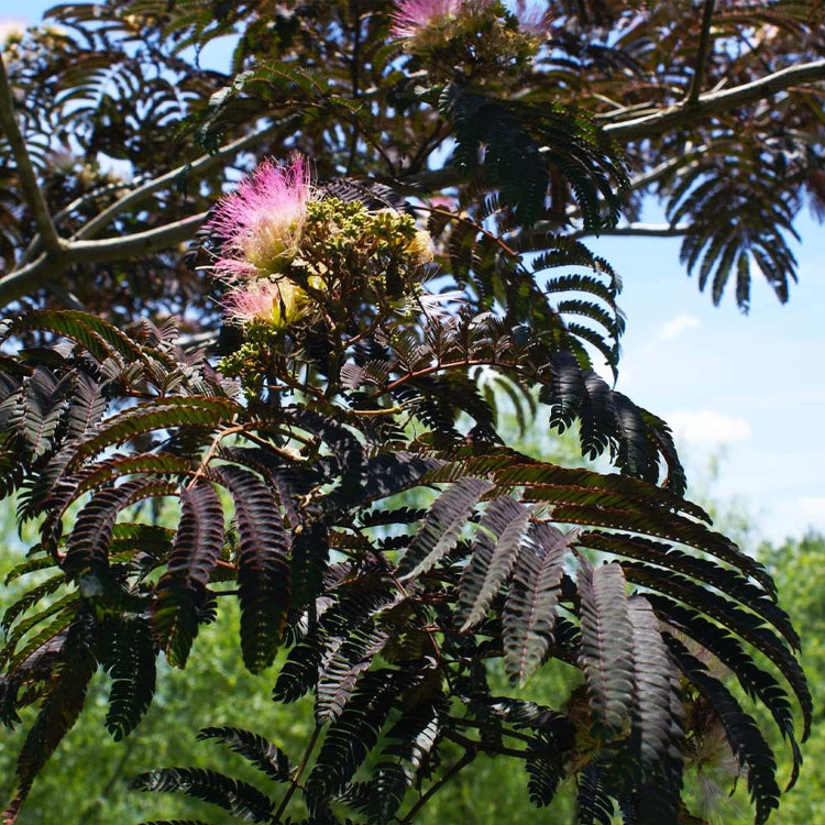 Chocolate Mimosa Seeds - Heirloom Flower Plant for Home Gardens