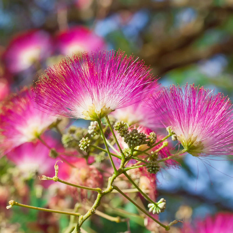 Chocolate Mimosa Seeds - Heirloom Flower Plant for Home Gardens