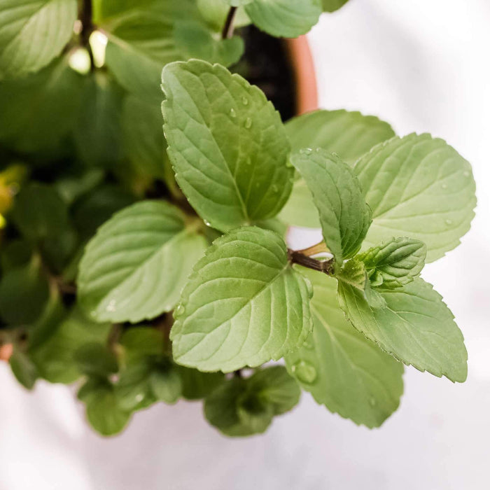 Chocolate Mint Seeds - Herbal Plant