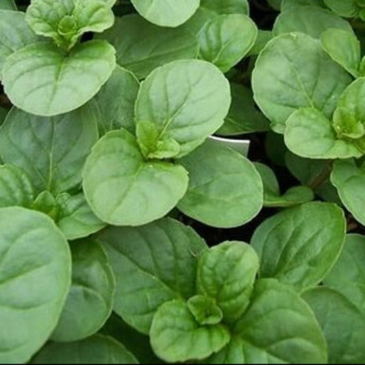 Chocolate Mint Seeds - Herbal Plant