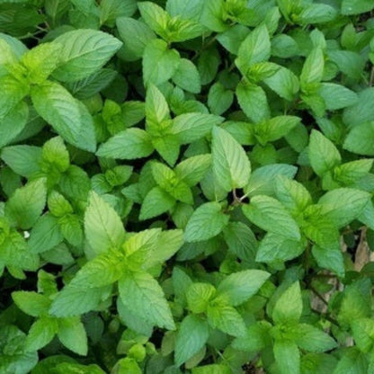 Chocolate Mint Seeds - Herbal Plant