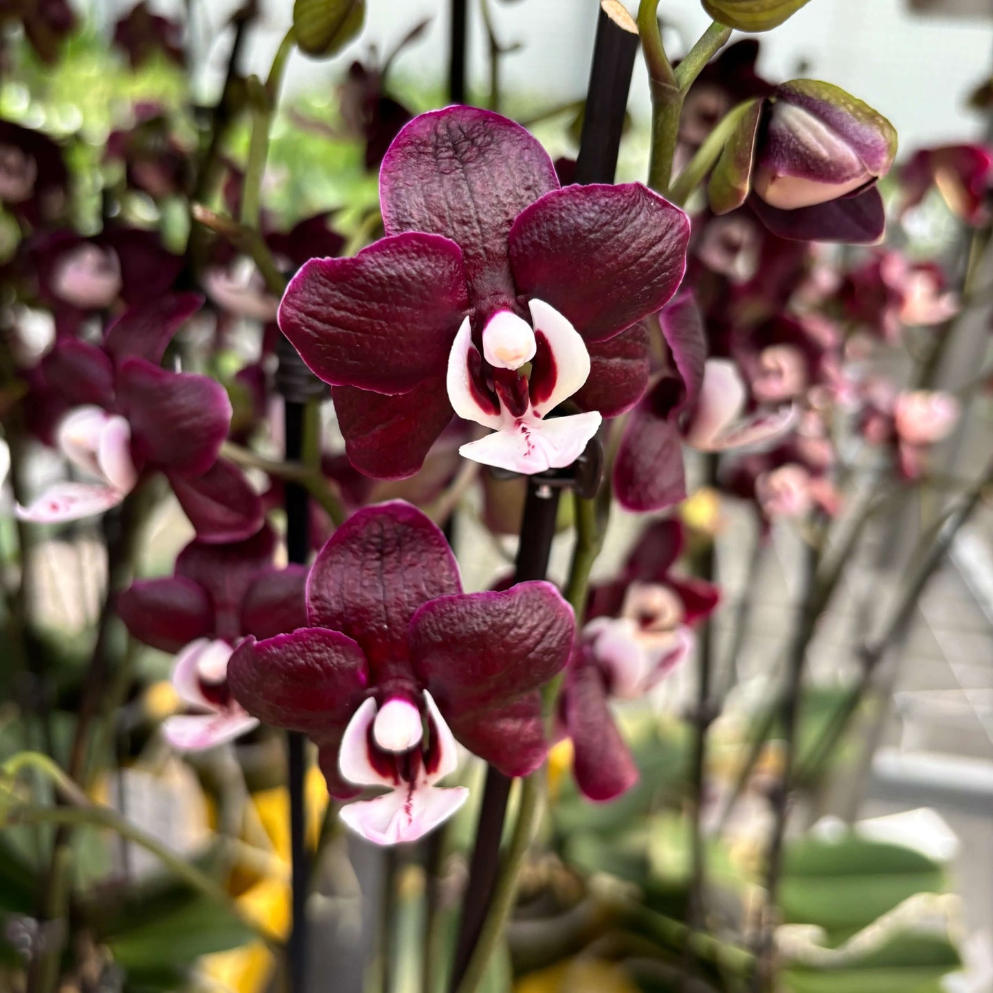 Chocolate Phalaenopsis Orchid Seeds