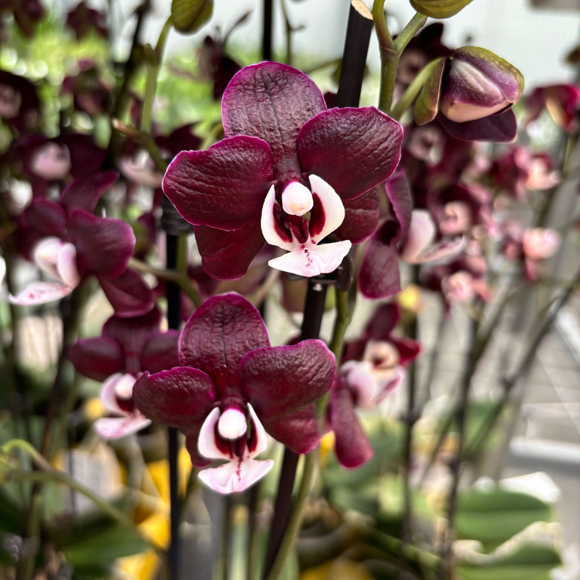 Chocolate Phalaenopsis Orchid Seeds