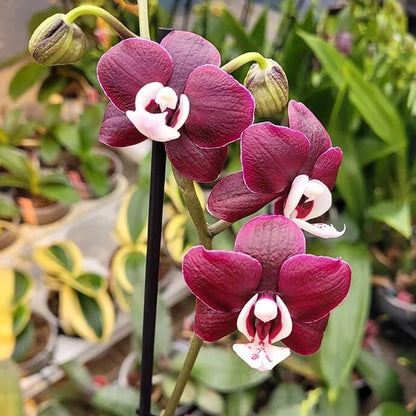 Chocolate Phalaenopsis Orchid Seeds