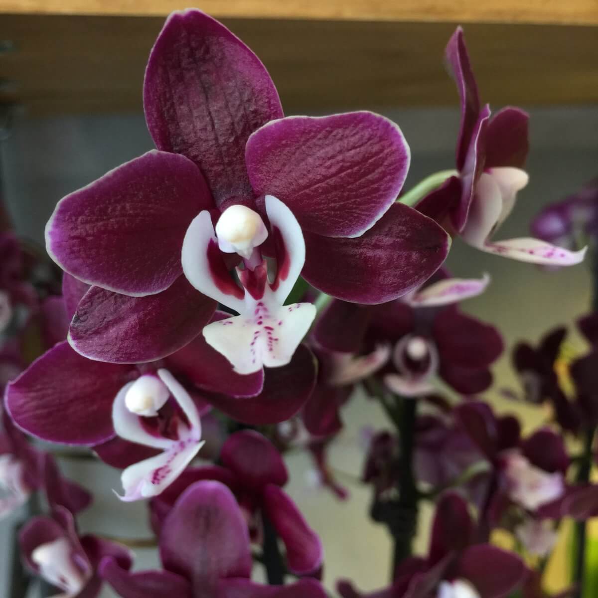 Chocolate Phalaenopsis Orchid Seeds