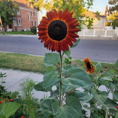 Chocolate Sunflower Seeds - Heirloom Flower Plant for Home Gardens