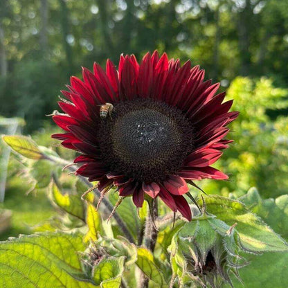 Chocolate Sunflower Seeds - Heirloom Flower Plant for Home Gardens