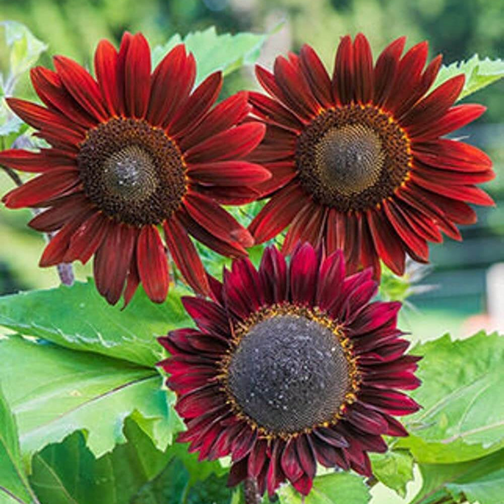 Chocolate Sunflower Seeds - Heirloom Flower Plant for Home Gardens