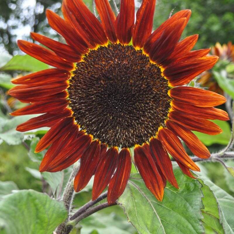 Chocolate Sunflower Seeds - Heirloom Flower Plant for Home Gardens