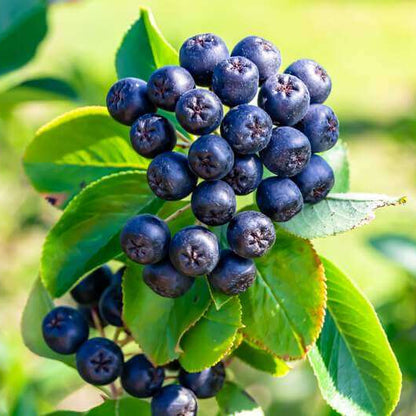 Chokeberry seeds - Fruit Plant for Home Gardens