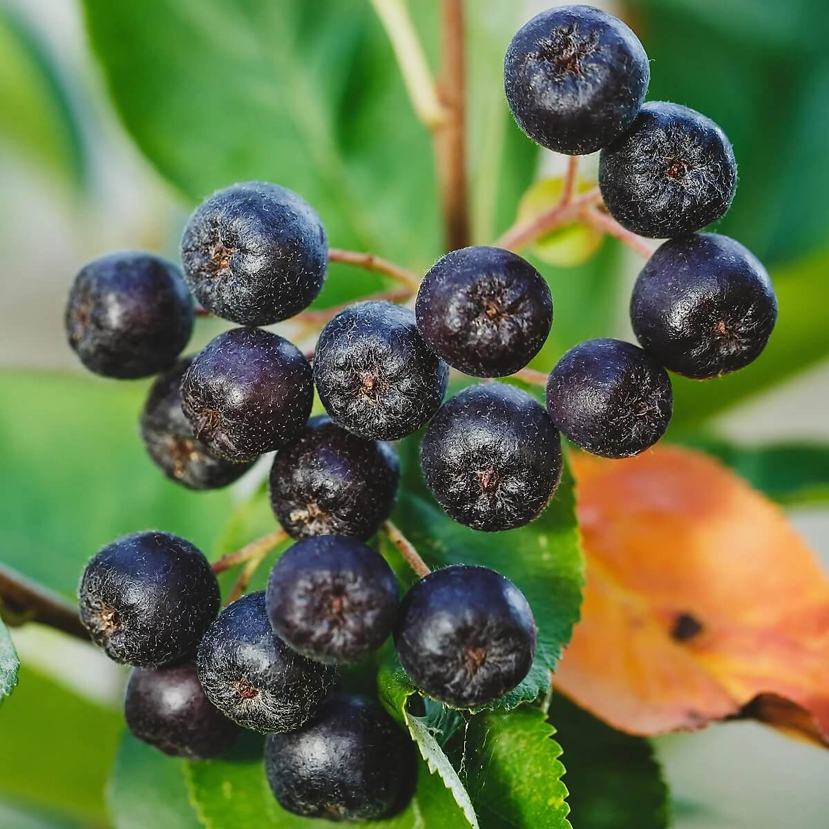 Chokeberry seeds - Fruit Plant for Home Gardens