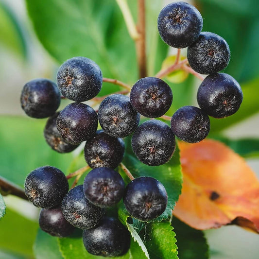 Chokeberry seeds - Fruit Plant for Home Gardens