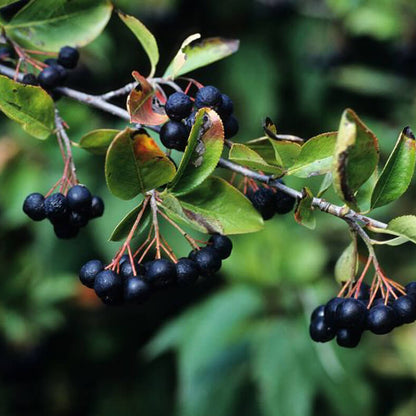 Chokeberry seeds - Fruit Plant for Home Gardens