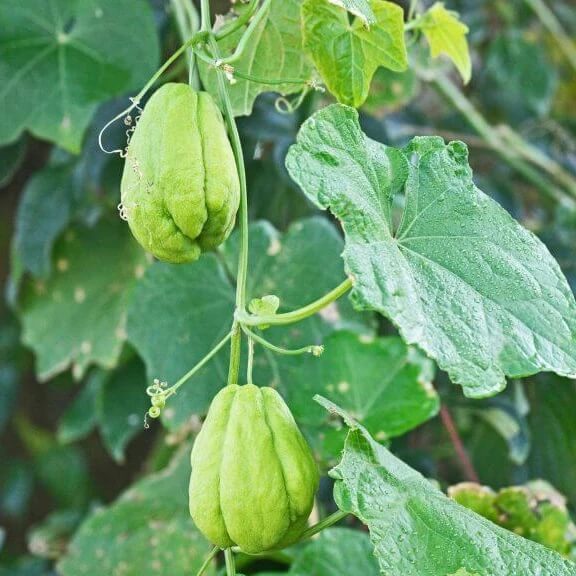 Choko Seeds