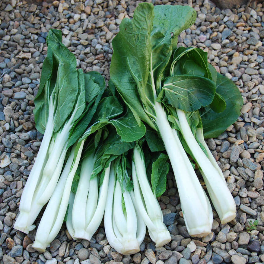 Choy Sum Seeds