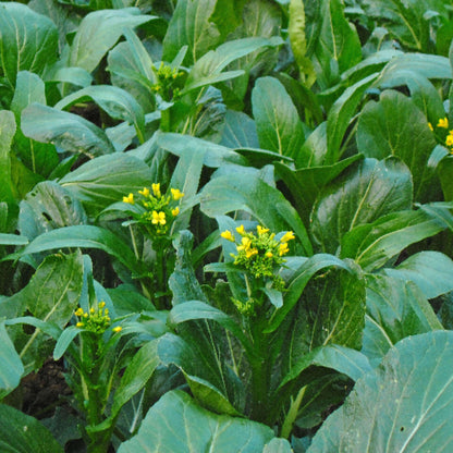 Choy Sum Seeds - Vegetable Plant