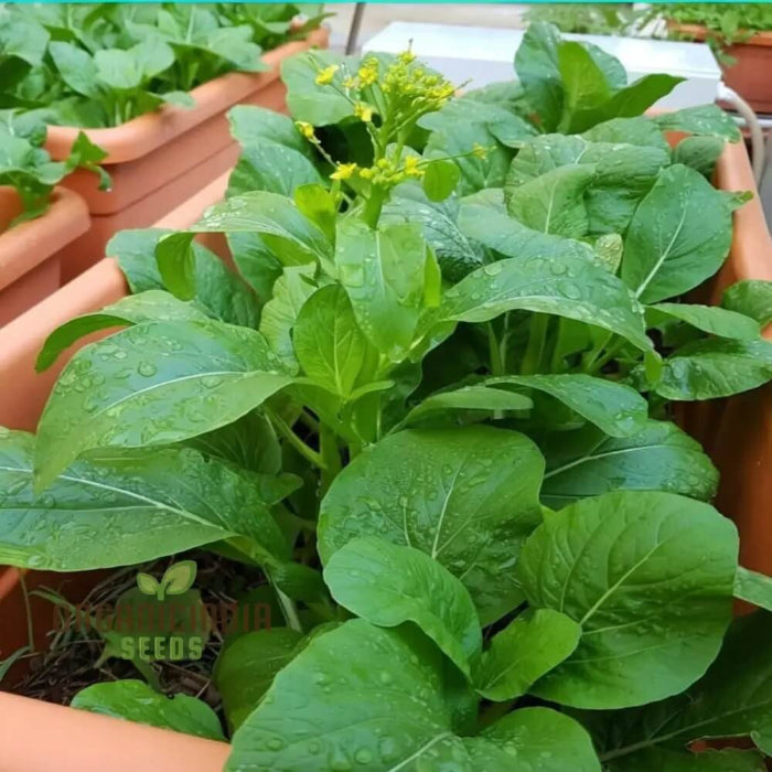 Choy Sum Seeds - Vegetable Plant
