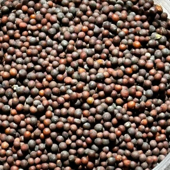Choy Sum Seeds