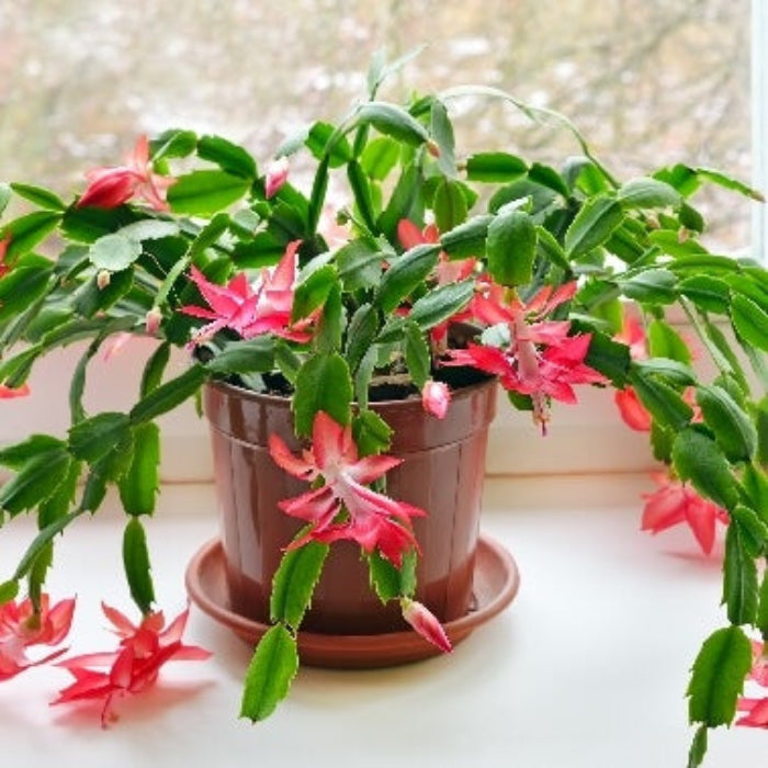 Christmas Cactus Seeds - Flower Plant