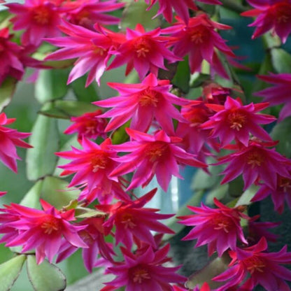 Christmas Cactus Seeds - Flower Plant