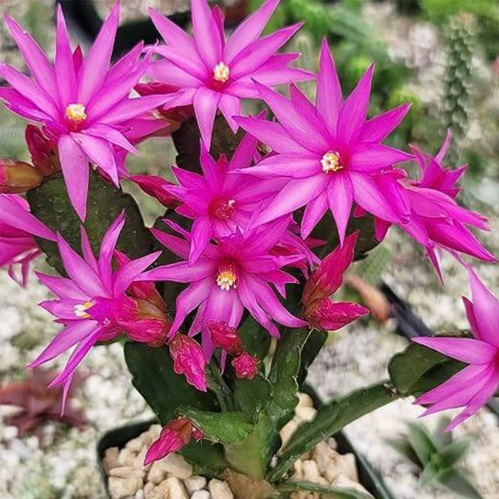 Christmas Cactus Seeds - Flower Plant