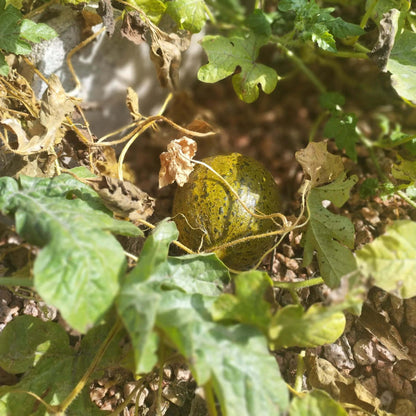 
Christmas Melon Seeds - Heirloom Fruit Plant for Home Gardens
