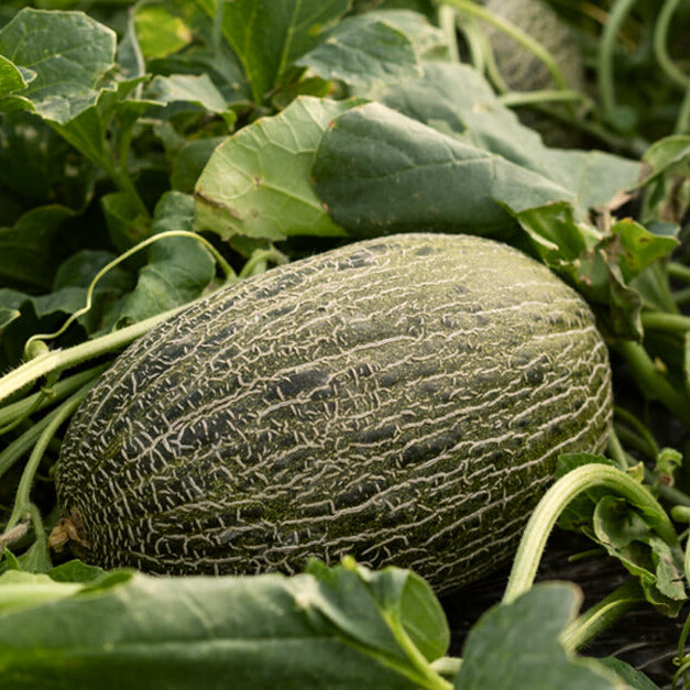 
Christmas Melon Seeds - Heirloom Fruit Plant for Home Gardens

