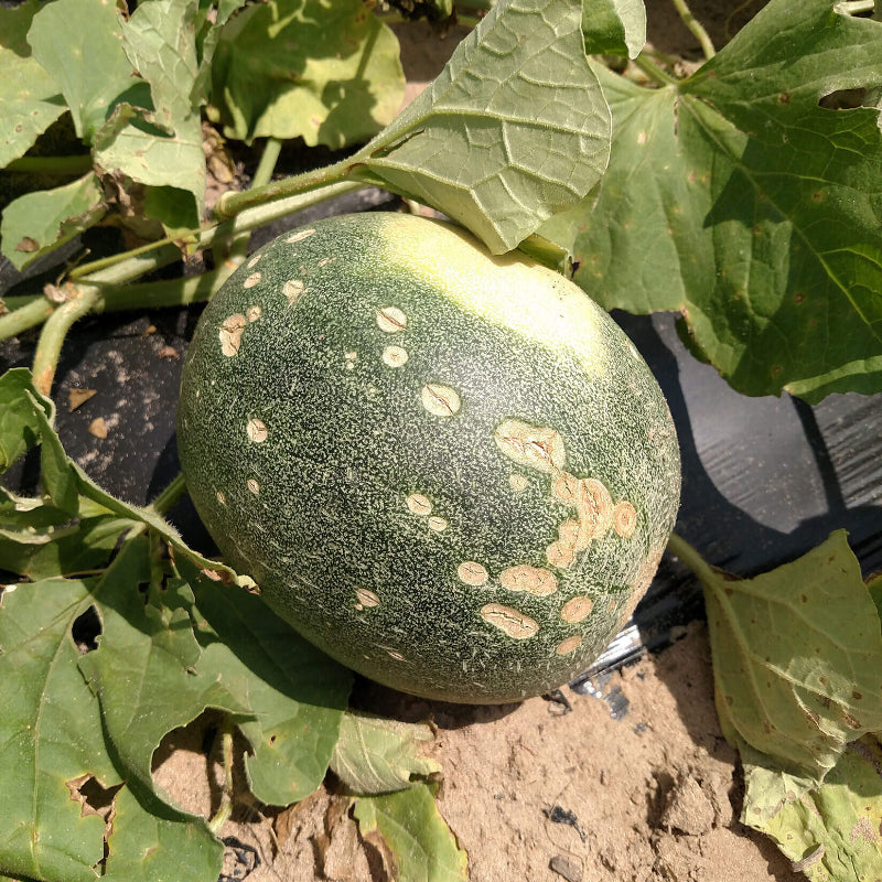 
Christmas Melon Seeds - Heirloom Fruit Plant for Home Gardens
