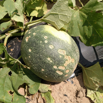 
Christmas Melon Seeds - Heirloom Fruit Plant for Home Gardens
