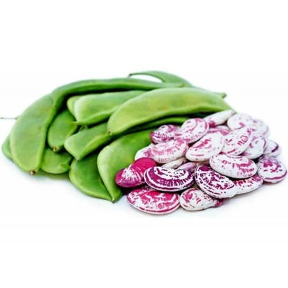 Christmas lima bean seeds - Vegetable Plant