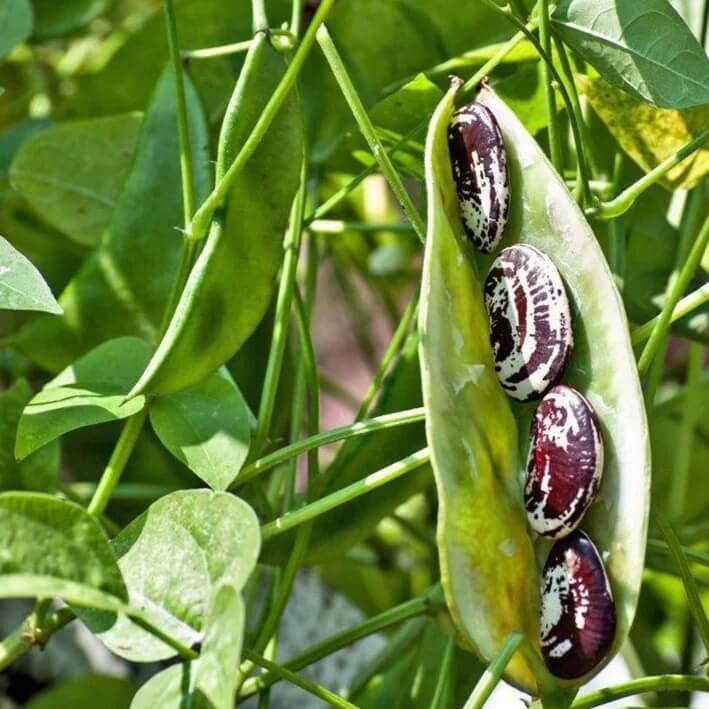 Christmas lima bean seeds - Vegetable Plant