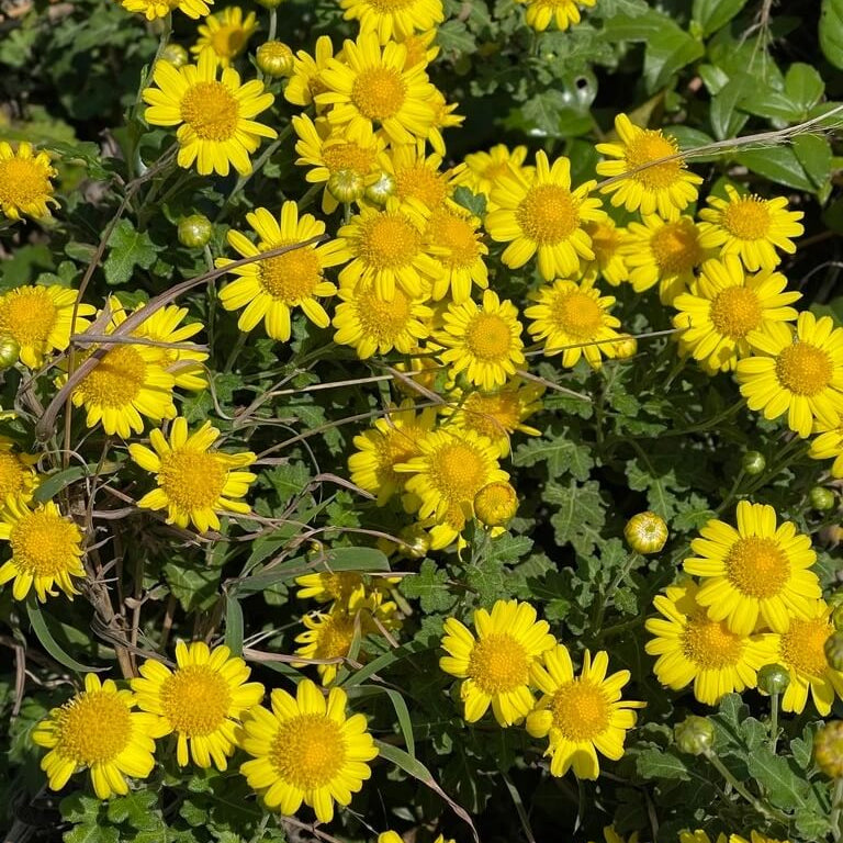 Chrysanthemum Indicum Seeds - Heirloom Flower Plant for Home Gardens