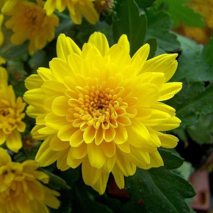Chrysanthemum Indicum Seeds - Heirloom Flower Plant for Home Gardens