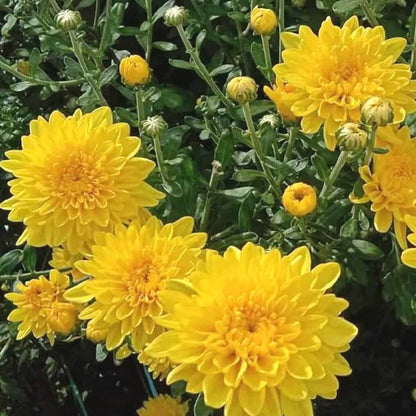 Chrysanthemum Indicum Seeds - Heirloom Flower Plant for Home Gardens