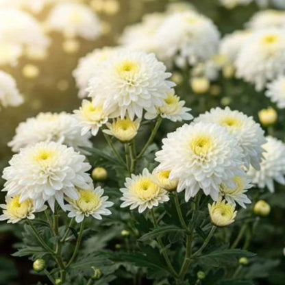 Chrysanthemum Morifolium Seeds - Heirloom Flower Plant for Home Gardens