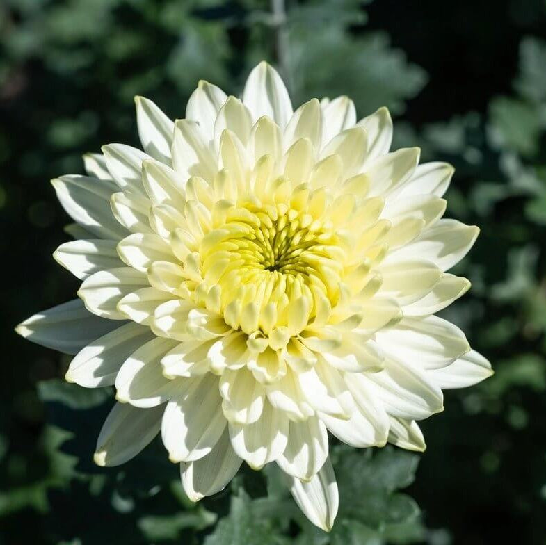 Chrysanthemum Morifolium Seeds - Heirloom Flower Plant for Home Gardens