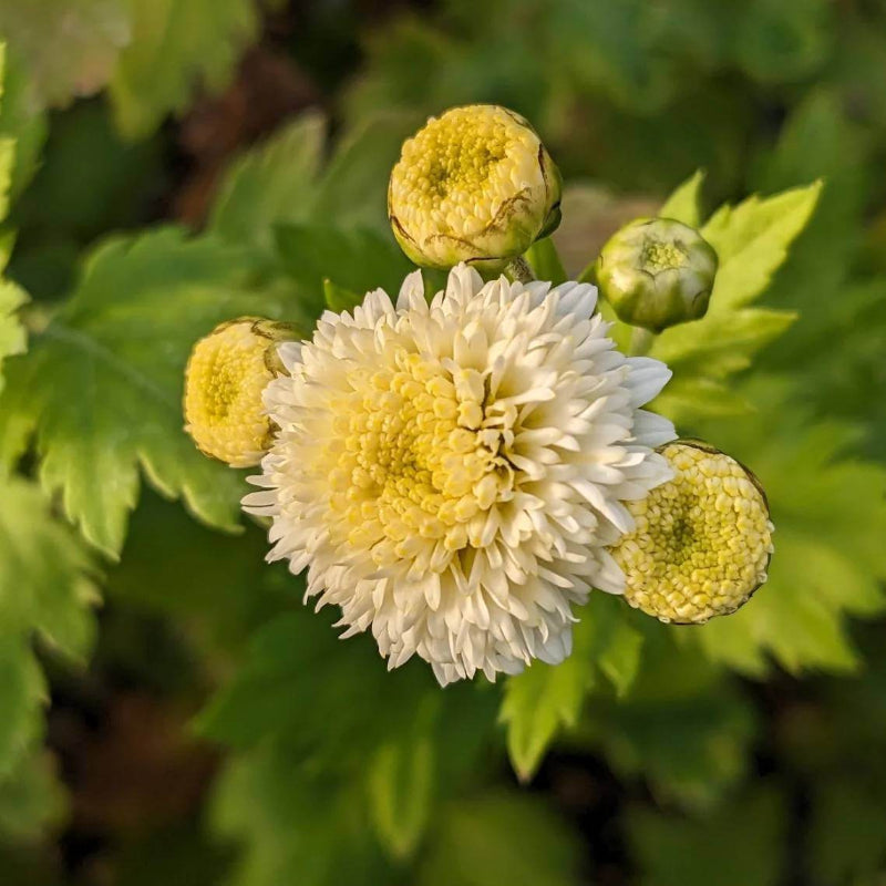 Chrysanthemum Morifolium Seeds - Heirloom Flower Plant for Home Gardens